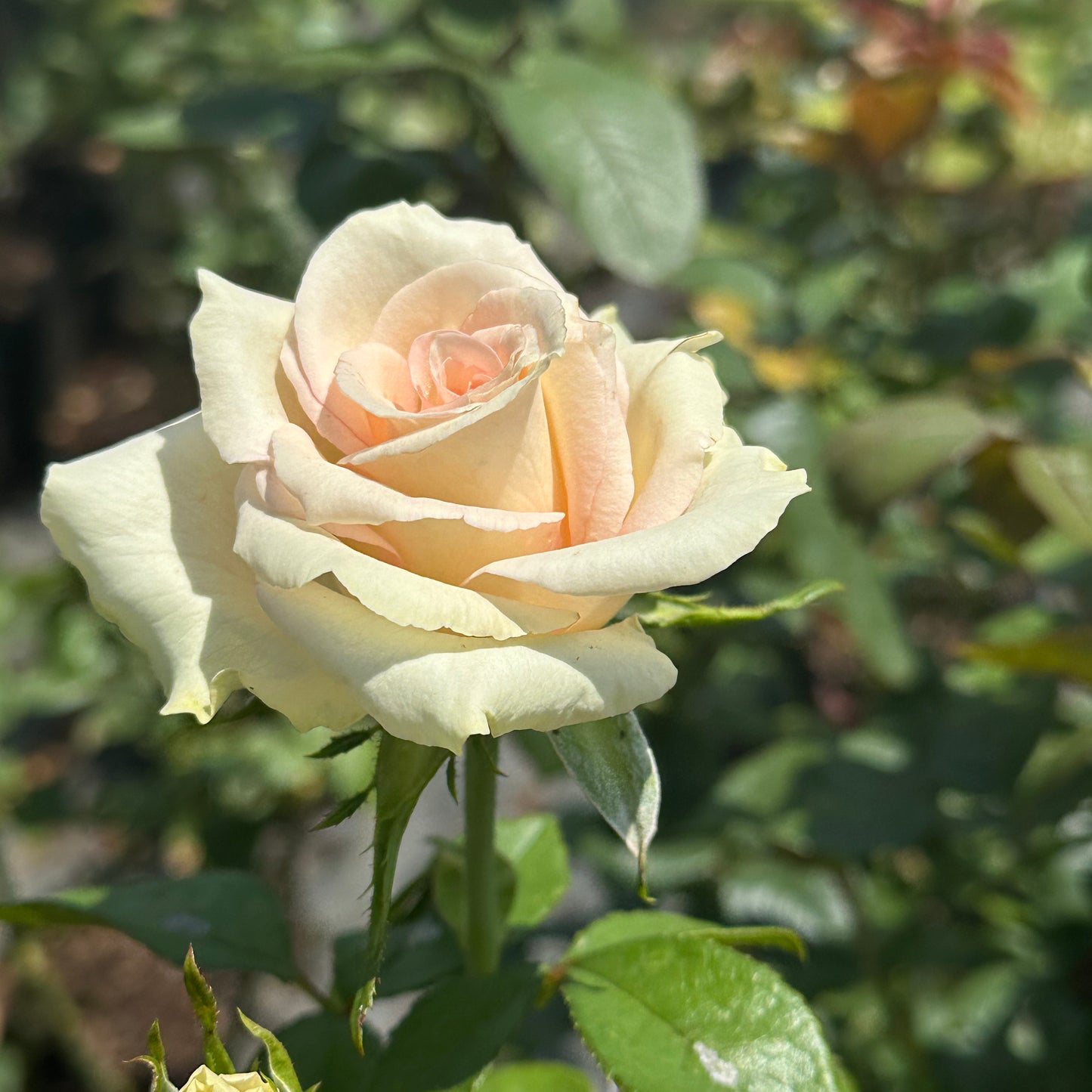 Phambile DSG Rose