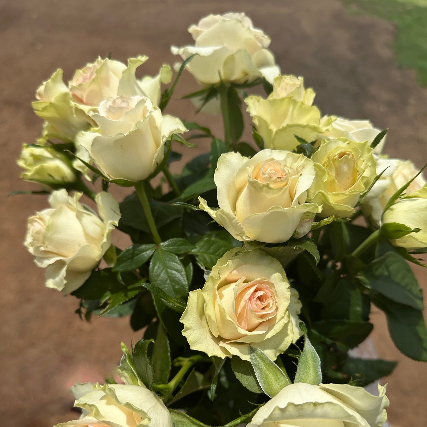 Phambile DSG Rose